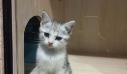 猫视频,猫视频里的趣味瞬间